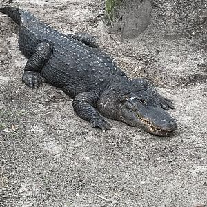 American alligator