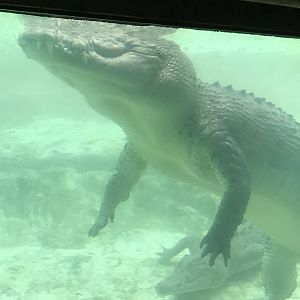 Saltwater crocodile (Maximo)