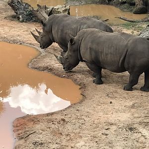 Southern white rhinoceros