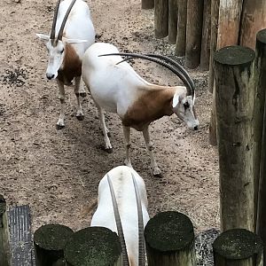 Scimitar-horned oryx