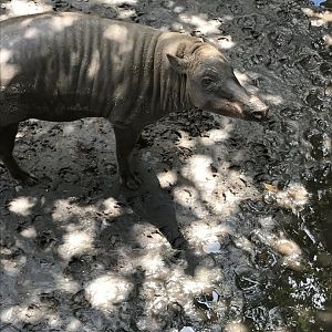 North Sulawesi babirusa