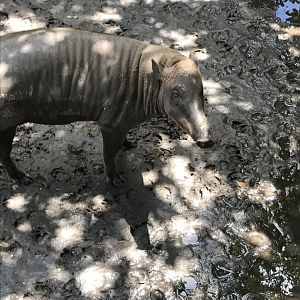 North Sulawesi babirusa