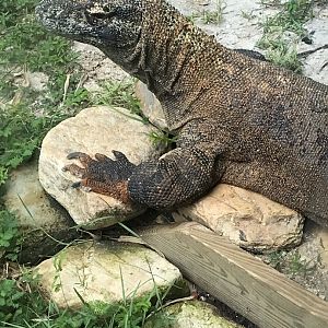 Komodo dragon