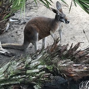 Red kangaroo