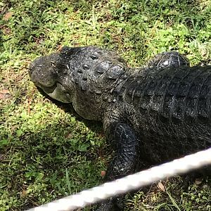 American alligator
