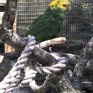 Yellow-headed amazon