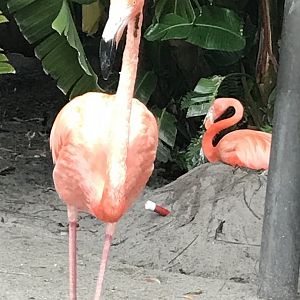 Caribbean flamingos