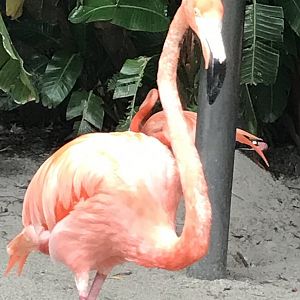 Caribbean flamingo