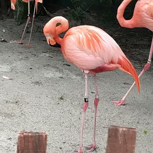 Caribbean flamingo