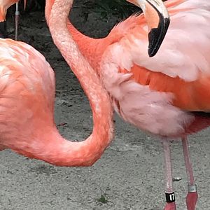 Caribbean flamingos
