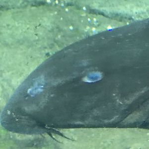 Ripsaw catfish