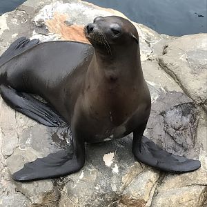 California sea lion