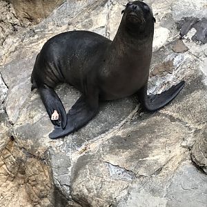 California sea lion