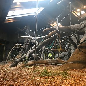 Indoor Gorilla Exhibit