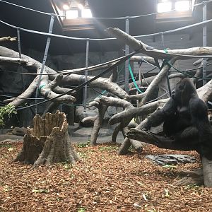Indoor Gorilla Exhibit