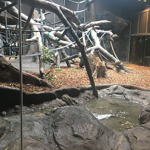 Indoor Gorilla Exhibit w/ Water Feature
