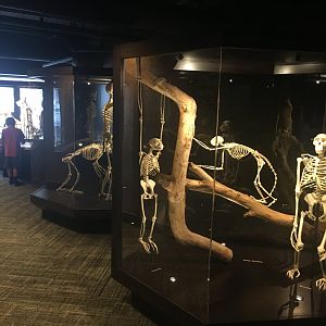Ape Skeletons Relocated