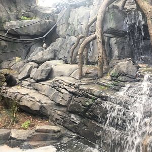 Blue Monkey, Angolan Colobus, Rock Hyrax Exhibit Left Side