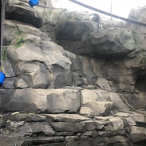 Blue Monkey, Angolan Colobus, Rock Hyrax Exhibit Right Side