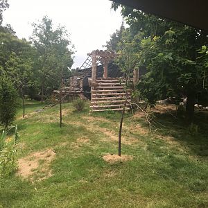 Larger Outdoor Gorilla Yard