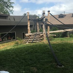 Larger Outdoor Gorilla Yard