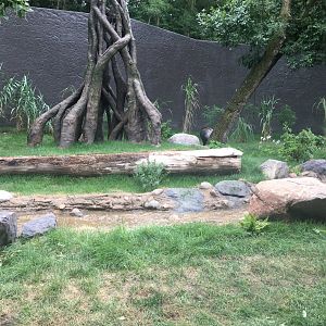 Larger Outdoor Gorilla Yard