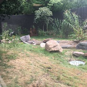 Larger Outdoor Gorilla Yard