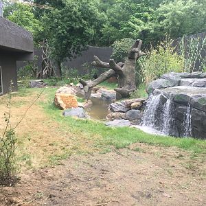 Larger Outdoor Gorilla Yard