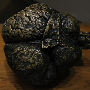 Asian Elephant Brain