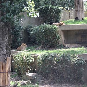 Lion Exhibit