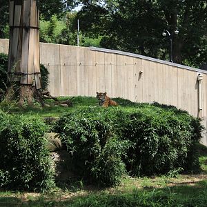 Sumatran Tiger Exhibit