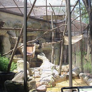 Howler Monkey Exhibit