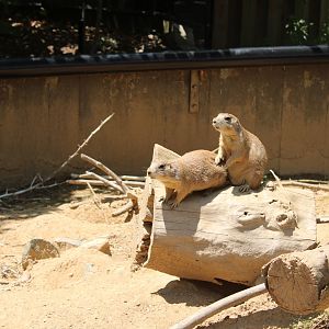 Black Tailed Prairie Dog