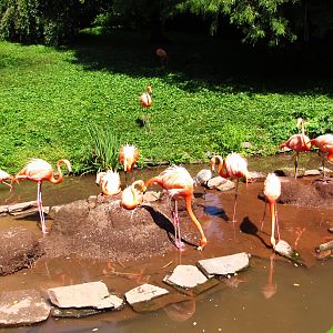 American Flamingos