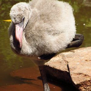 American Flamingo Chick