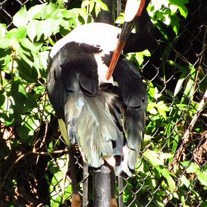 Saddle-Billed Stork Will