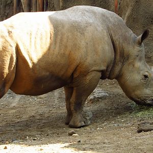 Southern White Rhino Tony