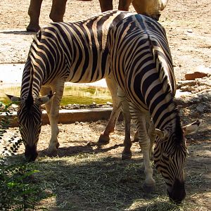 Burchell's Zebras