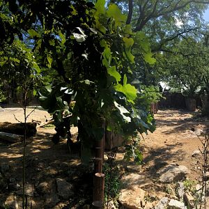 White Rhino & Zebra Exhibit