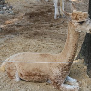 Alpaca