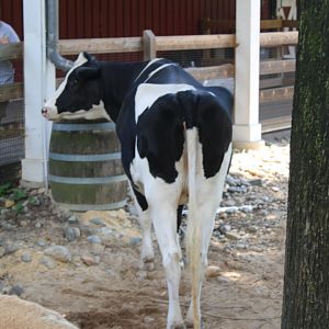 Holstein Cattle