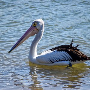 Australian Pelican (Pelecanus conspicillatus)