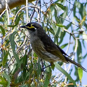 Yellow-faced Honeyeater (Lichenostomus chrysops)