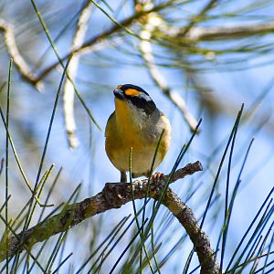 Striated Pardalote (Pardalotus striatus)