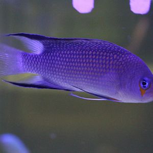 Manonichthys polynemus