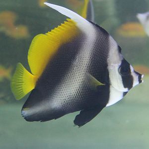 Singular bannerfish - Heniochus singularius