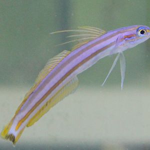 Ptereleotris grammica