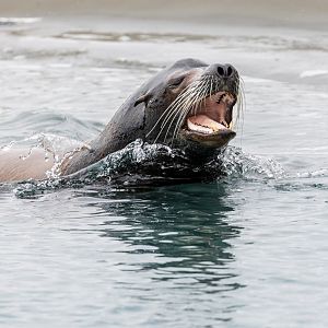 Sea Lion / YWP / 21-8-21