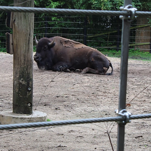 American Bison