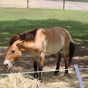 Przewalski's Horse